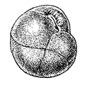 Eponides tenerus (Brady) — Нежный эпонидес