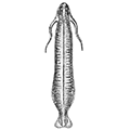 Семейство Armaueriidae — Армауерииды