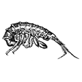Ischyrocerus cristatus Gurjanova — Гребенчатый ишироцерус