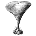 Phakellia cribrosa (Miklucho-Maclay) — Обыкновенная факеллия