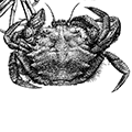 Telmessus cheiragonus (Tilesius) — Пятиугольный волосатый краб