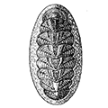 Tonicella beringensis Jakovleva — Беринговоморская тоницелла