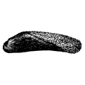 Lithophaga (Adula) californiensis (Philippi) — Калифорнийский камнеточец