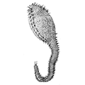 Scalibregma inflatum Rathke — Вздутая скалибрегма